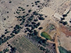 Develi Zile Mahallesinde Muazzam Yatırımlık Bağ